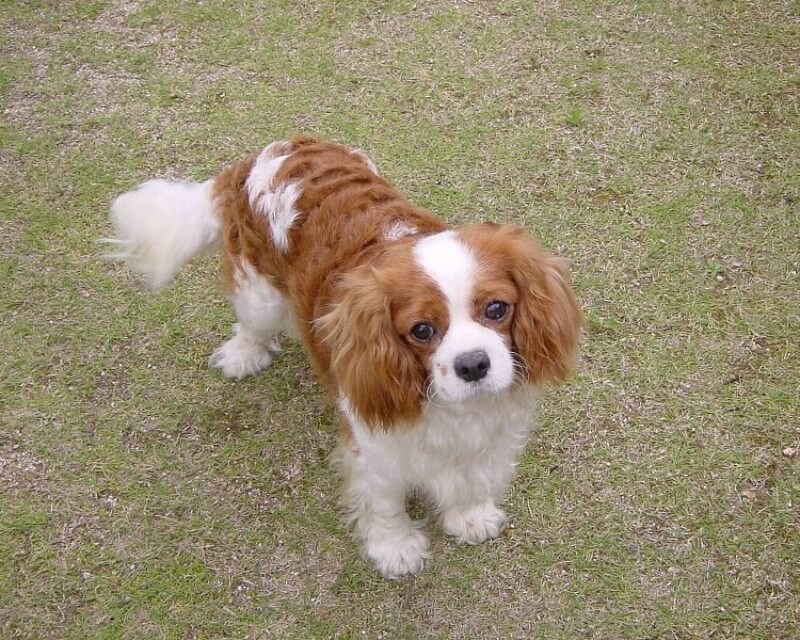 Cavalier King Charles Spaniel dog breed