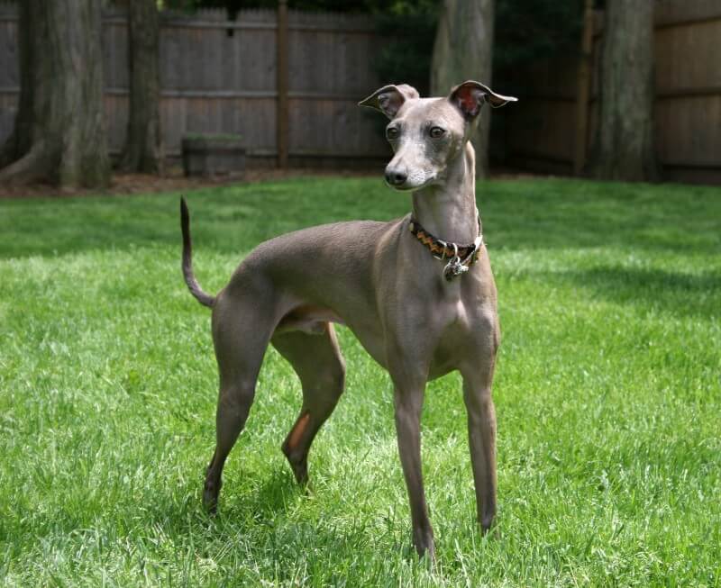 Italian Greyhound dog breed