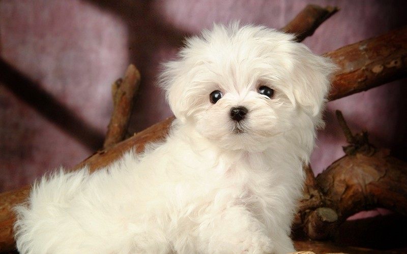 Maltese dog breed