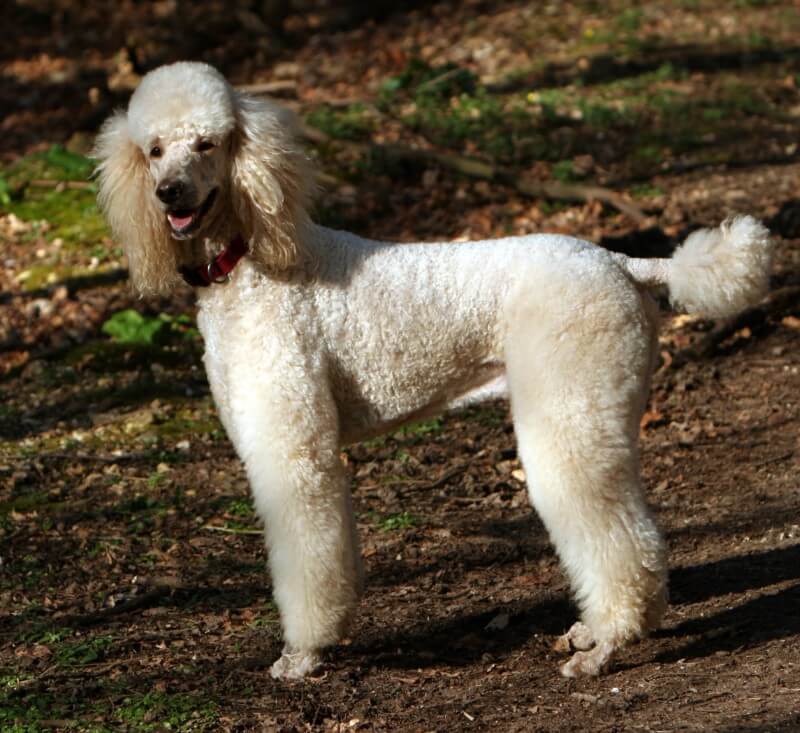 Poodle dog breed