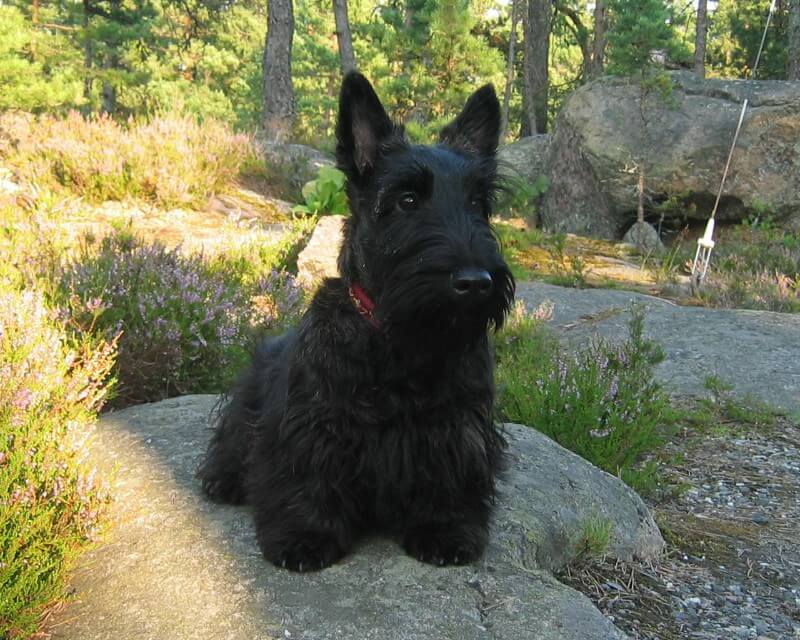 Scottish Terrier Dog Breed