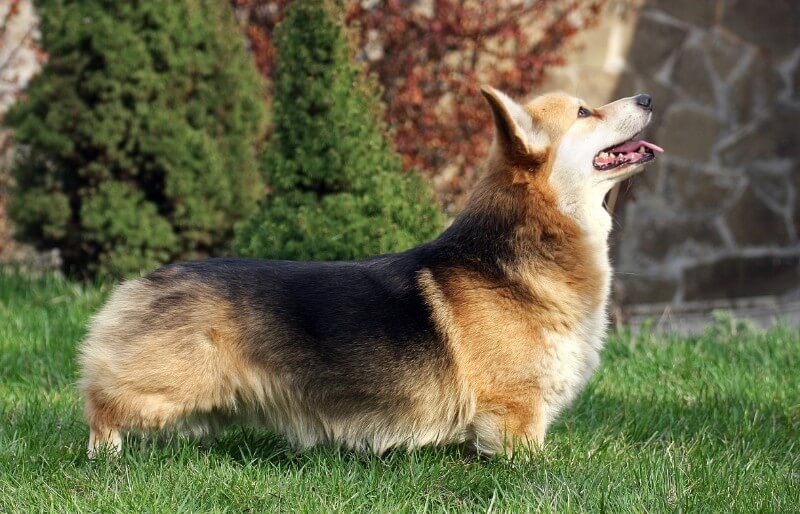 Welsh Corgi dog breed