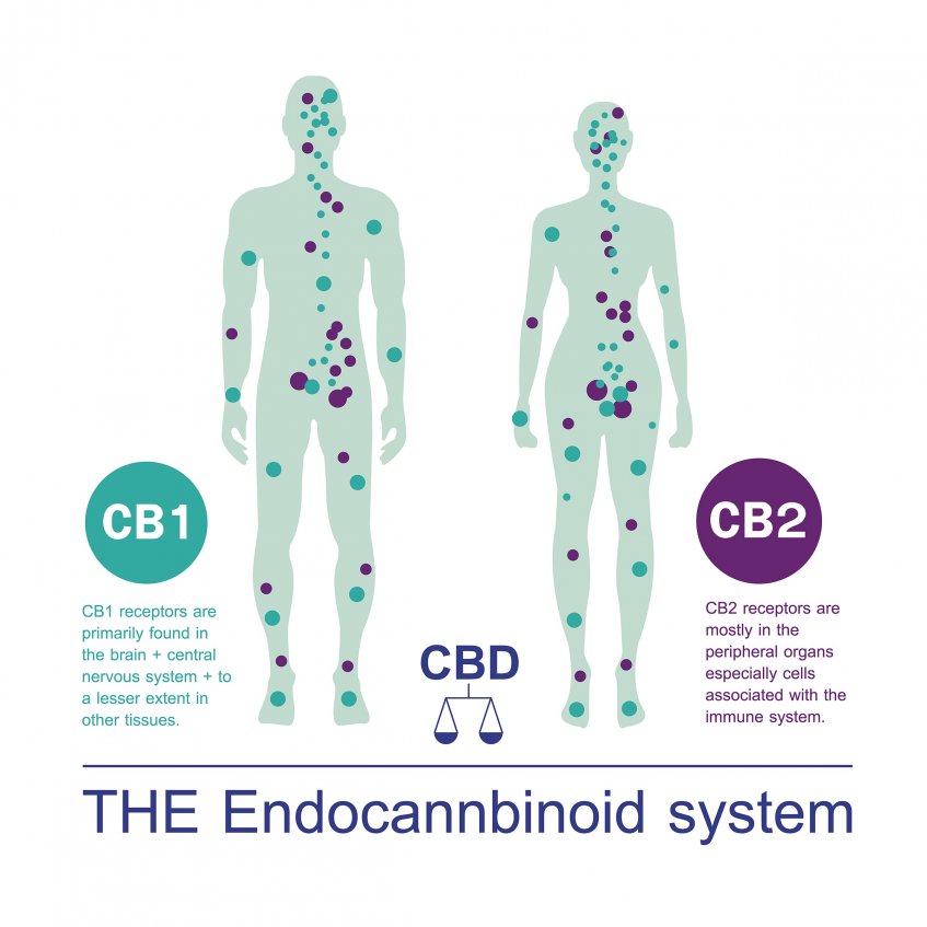 Project CBD The endocannabinoid system